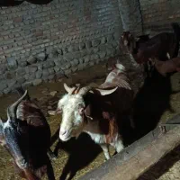 بر نر تکه