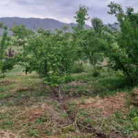باغ دارای شش دانگ سند تک برگی با شهر ۵دقیقه فاصله