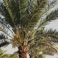 اجاره کننده باغ خرما