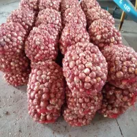 پیاز درجه یک سایز بازاری