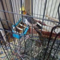 فروش عروس هلندی|پرنده|اهواز, معین زاده|دیوار