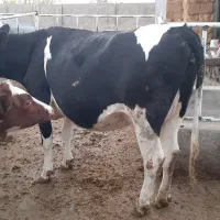 گاو هلشتاین اصیل