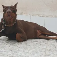 سگ دوبرمن بلوطی شکم پر