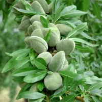 نهالستان بزرگ و معتبر ما،انتخاب اول باغداران|خدمات باغبانی و درختکاری|شیراز, شیخ علی چوپان|دیوار