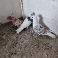 سه تا کبوتر قشنگ بی عیب