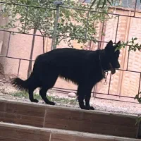 یک قلاده سگ ماده ژرمن بلک کلاس A