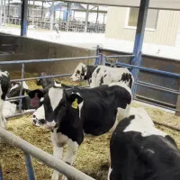 فروش گوساله شیری وقطع شیر درجه یک|حیوانات مزرعه|فشاپویه, |دیوار