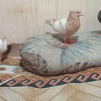 کبوتر|پرنده|بندر ماهشهر, |دیوار