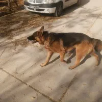 سگ ژرمن نر|سگ|ارژن, |دیوار