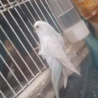 مرغ عشق اسپانگل|پرنده|اسفراین, |دیوار