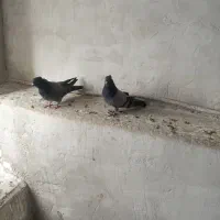 کبوتر سبز کاشی