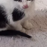 گربه نر خیلی دستی و مهربون