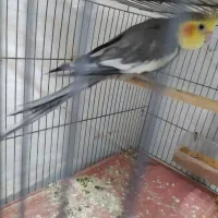 عروس هلندی خاکستری نر|پرنده|خورموج, |دیوار