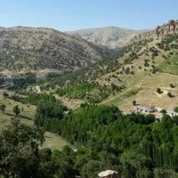 باغ-گردوی-ثمری