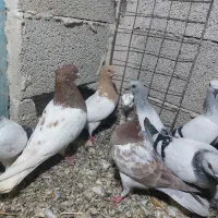 سلام کبوتر ها همش سالمند واکسن خورده|پرنده|ملکان, |دیوار