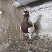 کفتر یهودی|پرنده|اقبالیه, |دیوار