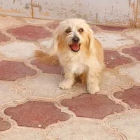 واگذاری سگ شیتزو