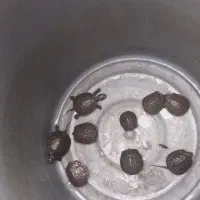 ماهی ولاکی آکواریومی