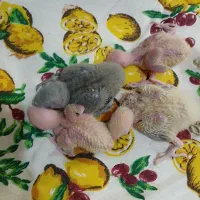 طوطی برزیلی جوجه|پرنده|کرج, ساماندهی|دیوار