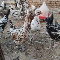 تخم نطفه دار گلین چهل تاج ریشو