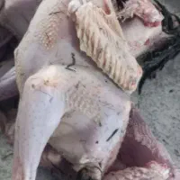 خروس رضوانشهر