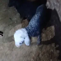 باسلام 2عددبره شیری هراقای خواست فیلم میفرستم