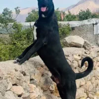 سرابی باشجره|سگ|ماهدشت, |دیوار