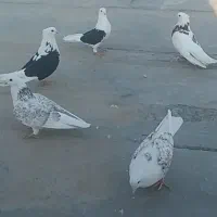 کبوتر دوبال پشتدار