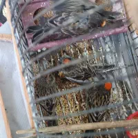 گلبسر نر و ماده