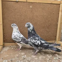 کفتر یا کبوتر|پرنده|تهران, شهمیرزادی|دیوار