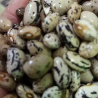 لوبیا محلی|خوردنی و آشامیدنی|رشت, گلزاران|دیوار