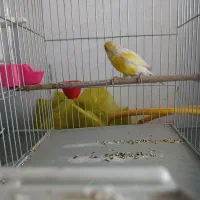 قناری نر|پرنده|کبودرآهنگ, |دیوار