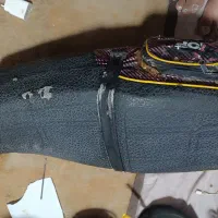 باپرنده طوطی سالم|پرنده|میناب, |دیوار