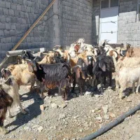 بز داشتی