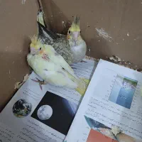 معاوضه جوجه عروس هلندی با اردک یا غاز|پرنده|تولم شهر, |دیوار