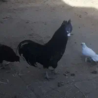 خروس و مرغ رسمی و تخم مرغ رسمی|حیوانات مزرعه|زارچ, |دیوار