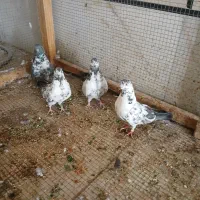 کبوتر یا کفتر سوسکی