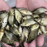 بچه ماهی کپور،آمور،فیتوفاک