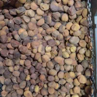 زردآلو تازه امسال