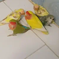 طوطی برزیلی خوشرنگ وزیبا