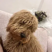 پودل توی|سگ|رباط‌کریم, نصیرشهر|دیوار