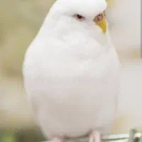 مرغ عشق دستی وتخم گذار|پرنده|بردسکن, |دیوار