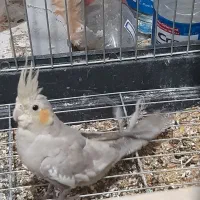 عروس هلندی|پرنده|تهران, هوانیروز|دیوار