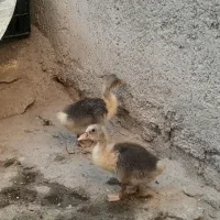 جفت جوجه بت یا غاز یک ماهه