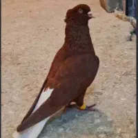 کفتر گمشده توضیحات خوانده شود