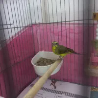 قناری، سهره،     یاسمین ماده