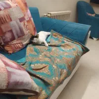 واگذاری گربه