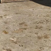 مرغ ابریشمی|حیوانات مزرعه|صحنه, |دیوار