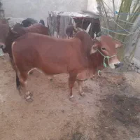 گاو فروشی