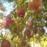 انار دانه قرمز